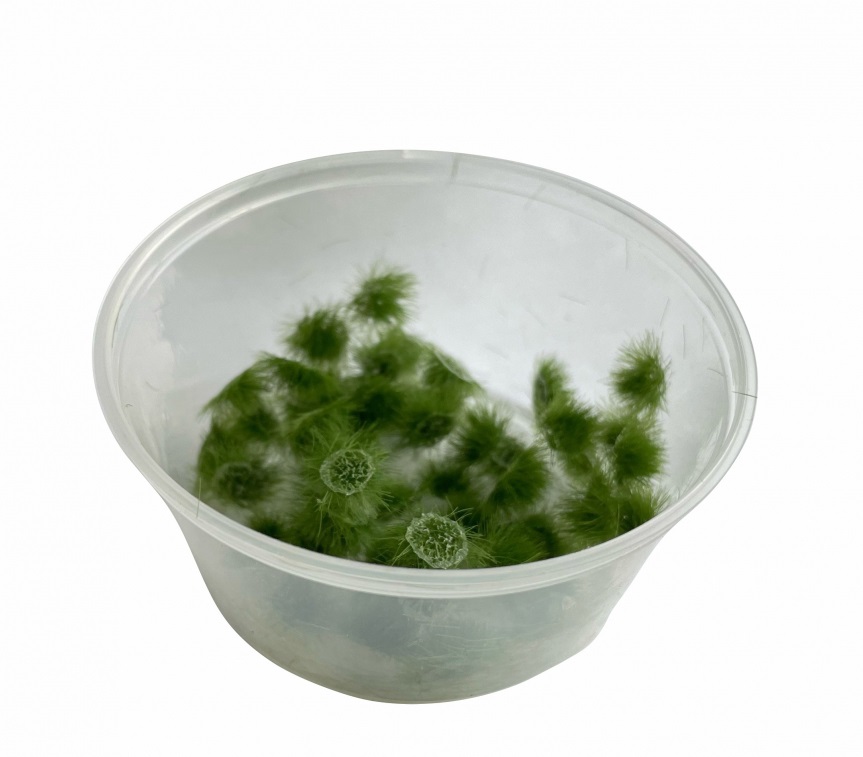30152  материалы для диорам  Кочки травы, болотистые, 3.5мм / 50шт.