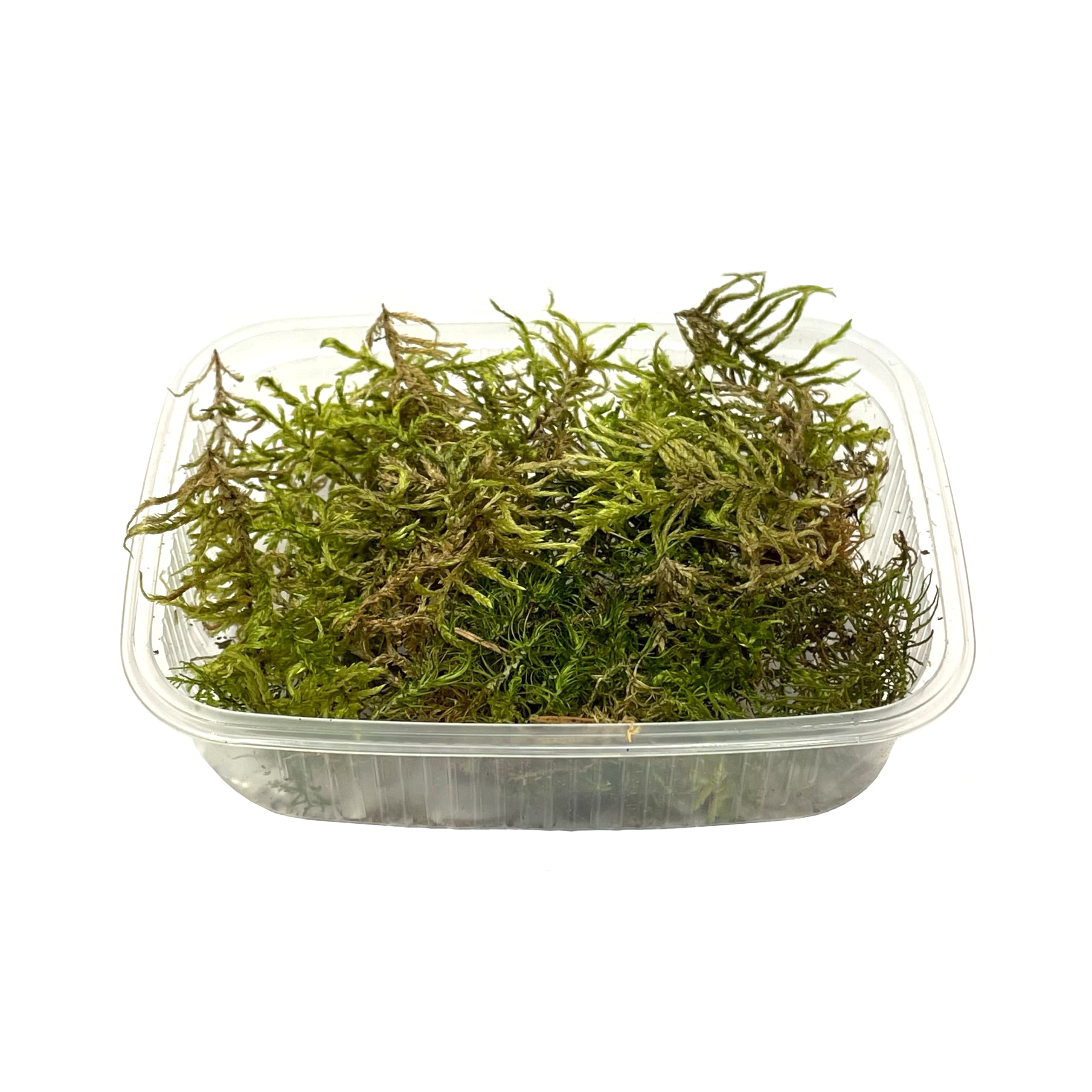 30119  материалы для диорам  Сорняковые растения