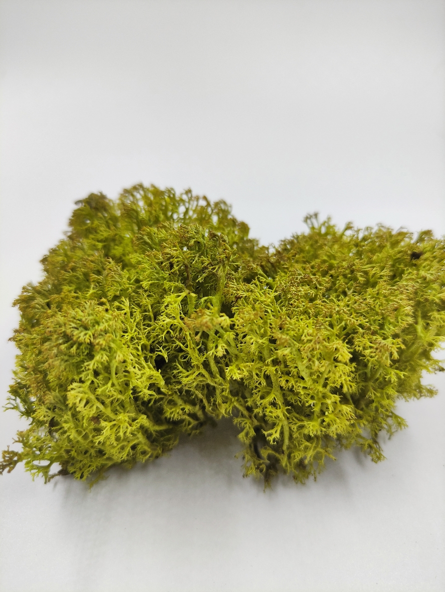 30102  материалы для диорам  Мох стабилизированный, светло-зеленый