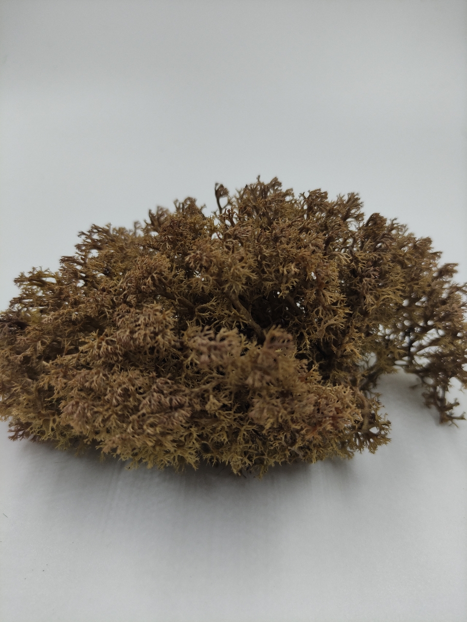 30100  материалы для диорам  Мох стабилизированный, коричневый